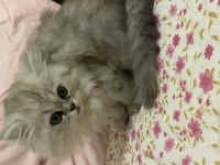 British longhair yavruma acil yuva aranıyor