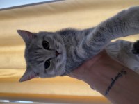 Gri beyaz dişi british shorthair