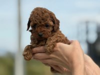 Petibör tadında poodle yanlışlıkla yemeyiniz