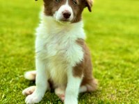 Border Collie Yavruları Aşıları Tam