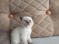 British Shorthair Yavru Kediler