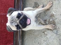 Çok Tatlı Pug