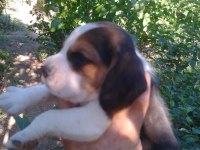 Elizabeth beagle cinsi yavrular