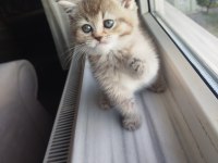 British Shorthair Lilac Golden Yavrular