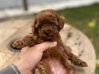 Mini Cep Boy Poodle Yavrularımız