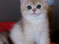 Blue Golden Dişi Yavru British Shorthair