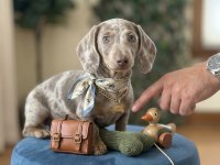 Kısa Kadife Tüylü Safkan Isabella Merle Dachshund