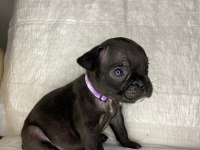 FRENCH BULLDOG YAVRULAR