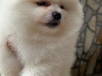 erkek pomeranian