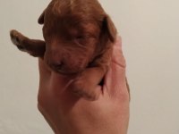 Red toy poodle kalite isteyenlere