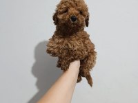 Toy poodle yavru köpekler