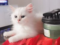 Pamuk Prenses British Longhair