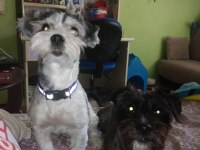 Dünyalar Tatlısı İki Terrier Kız Uyguna