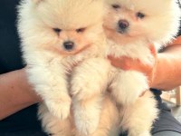 KORE KAN AYI SURAT POMERANİAN BOO YAVRULARIMIZ