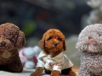 SEVİMLİ POODLE YAVRULAR