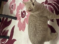 British shorthair ücretsiz sahiplendirme