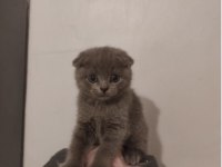 Scottish fold yavru