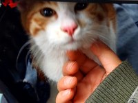 Turuncu Kedimize Acil Yuva Kedim