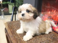 Safkan Shih Tzu Yavruları Sahiplendirme Aşılı