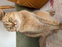 Oyuncu scottish fold bebiş