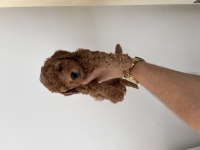 Dişi erkek poodle bebeklerimiz yeni ailelerini bekliyor