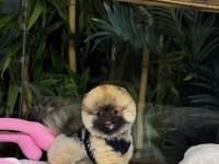 3 AYLIK ERKEK POMERANIAN TEDDY