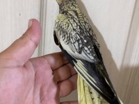 49 GÜNLÜK UYSAL SULTAN BEBEK