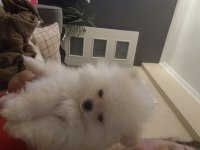 Yavru 3 aylık dişi pomeranian köpeğimizi sahiplendireceğim
