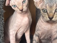 2 Dişi 2 Erkek Levkoy Sphynx Yavruları Yuvasını Arıyor