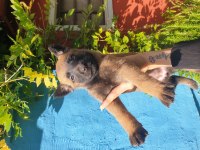 Belçika kurdu (Malinois) Yavruları