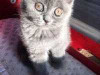SAFKAN KÜL RENGİ YAVRU SCOTTİSH