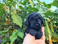 Poodle Mersin