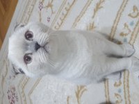 Yavru british shorthair kedimiz
