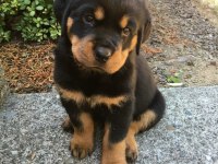 Rottweiler yavrularımız