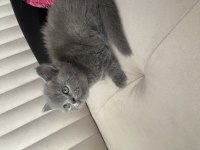 Gri renk british shorthair dişi