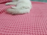 Safkan minik kediler