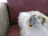 Yetişkin scottish fold dişi full secereli
