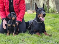 FCI Şecereli Muhteşem Doberman Yavrular