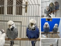 Show Jumbo muhabbet kuşu yavrular