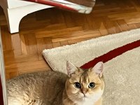 Tüm Aşıları TAM British Shorthair