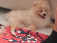 Akıllı ve oyuncu pomeranian