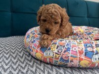 Toy poodle yavrular