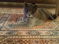 SCOTTİSH FOLD 2 YAŞINDA KEDİMİZ