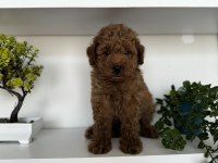 Mersin Poodle Yavrularımız