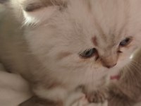 2 aylık british shorthair erkek yavru