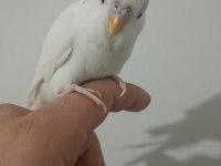 Ele Kola Alışık İri Erkek Yavru Muhabbet Kuşu