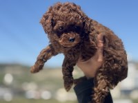 Wc Eğitimli Redbrown Toy Poodle Yavrularımız