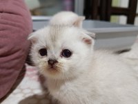 Scottish fold ve scottish straigt yavrularım