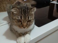 Scottish fold dişi 1 yaşında