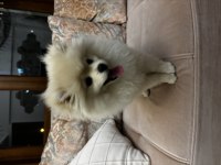 Pomeranian boo köpeği